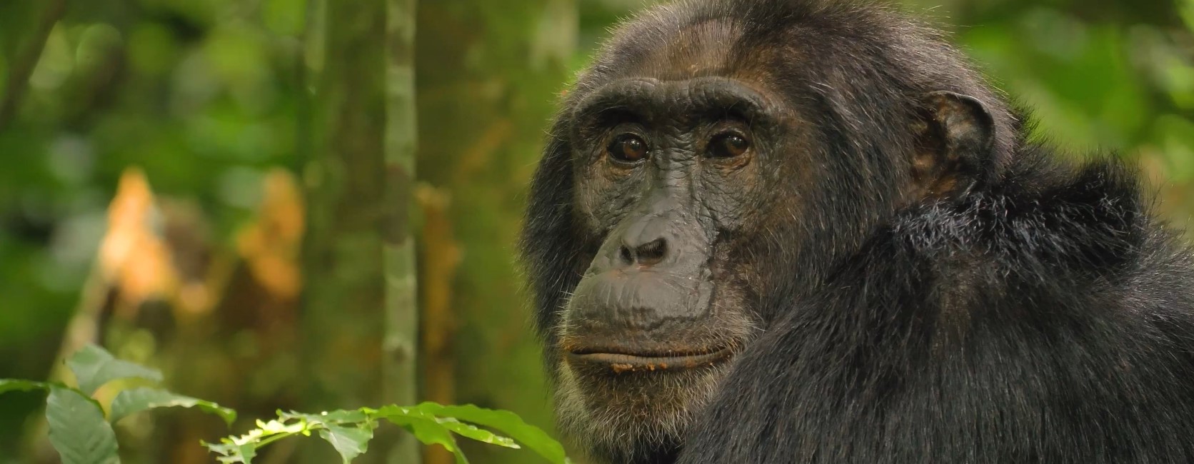 Chimpanzee trekking in Rwanda