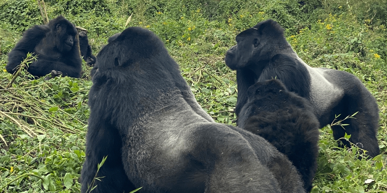 The Majestic Silverback Gorillas Mountain Jungle Giants