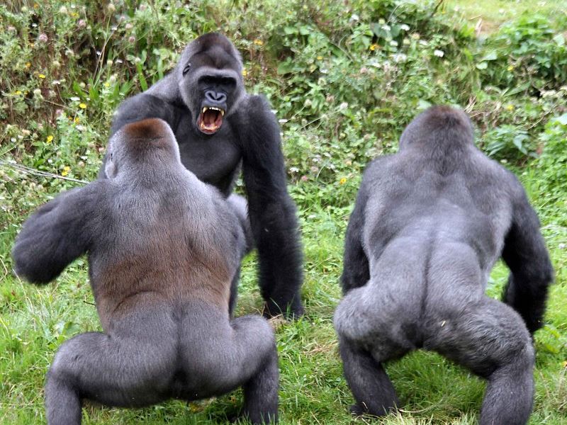 a fight for dominance among the gorillas