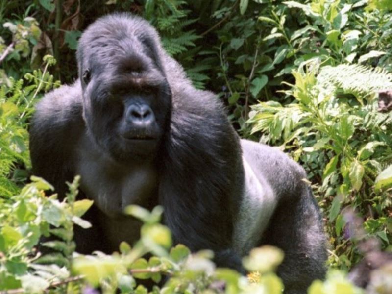 silverback gorilla