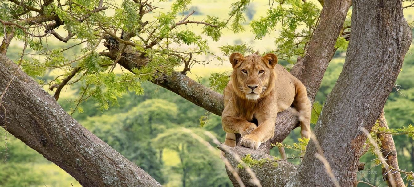 Tree climbing lion