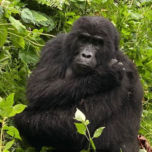 Amazing gorilla experience
