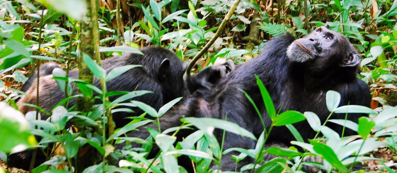 3 days chimpanzee trekking safari