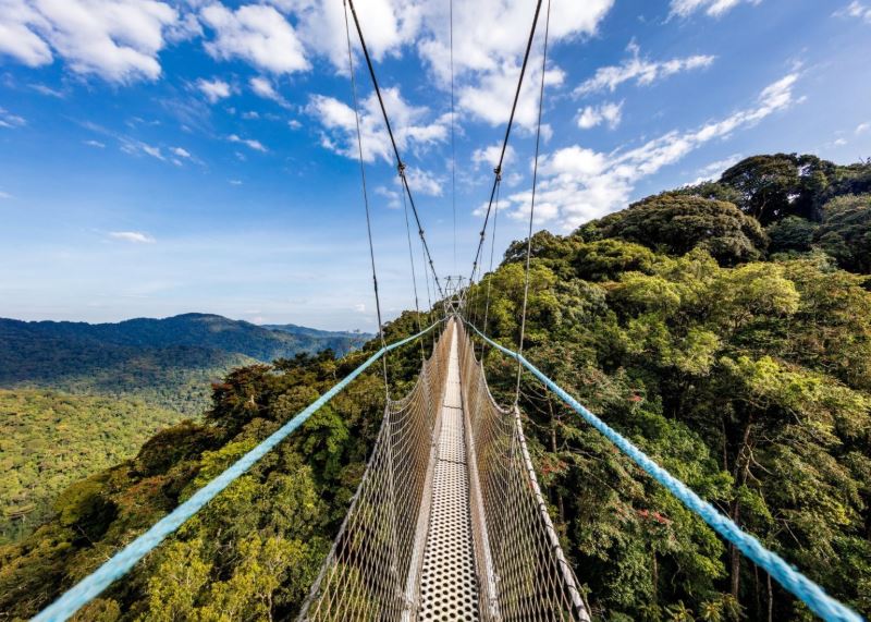 The amazing Canopy walk in Nyungwe Forest National Park