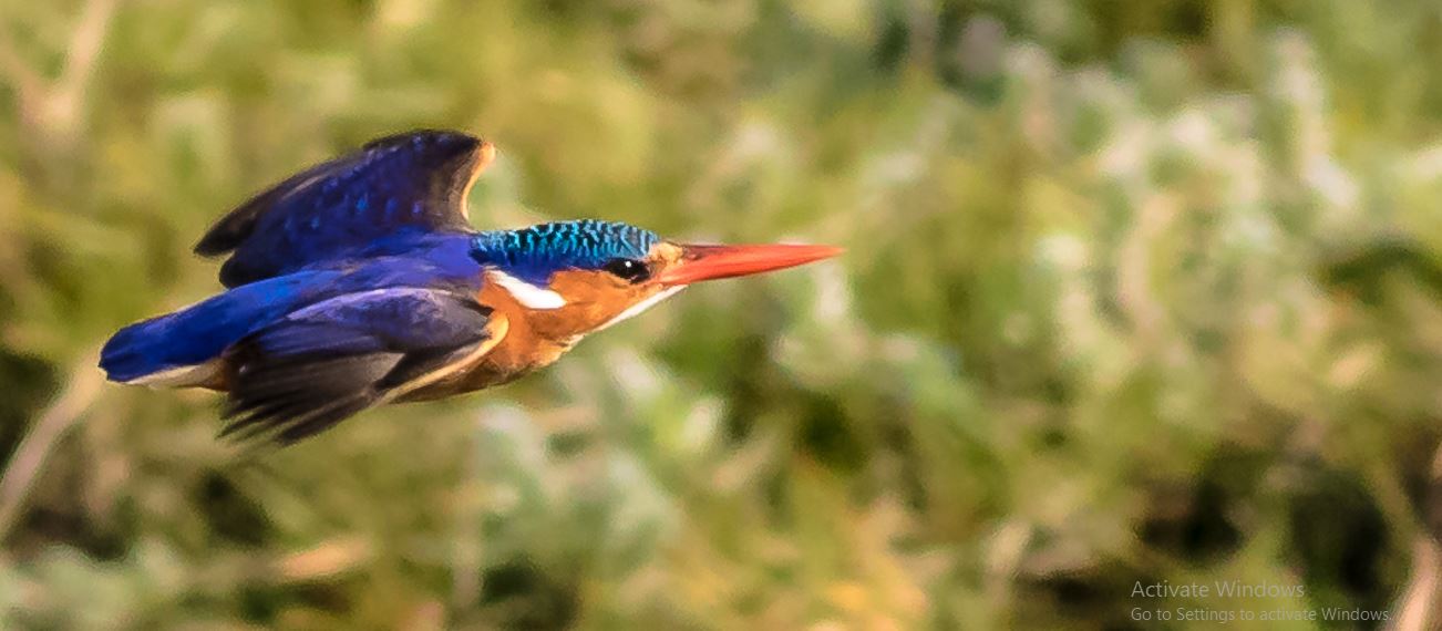 The stunning malachite kingfisher that you will be able to spot during the 7 days birding safari in Tanzania